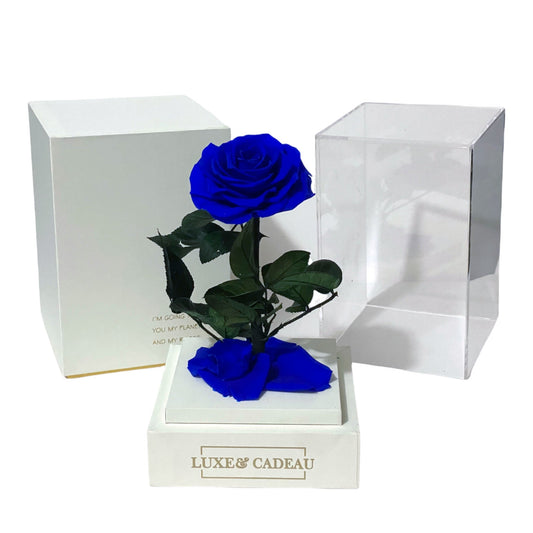 Rose eternelle sous cloche Blue 12*22cm